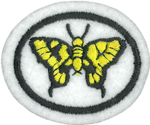 Moths and Butterflies